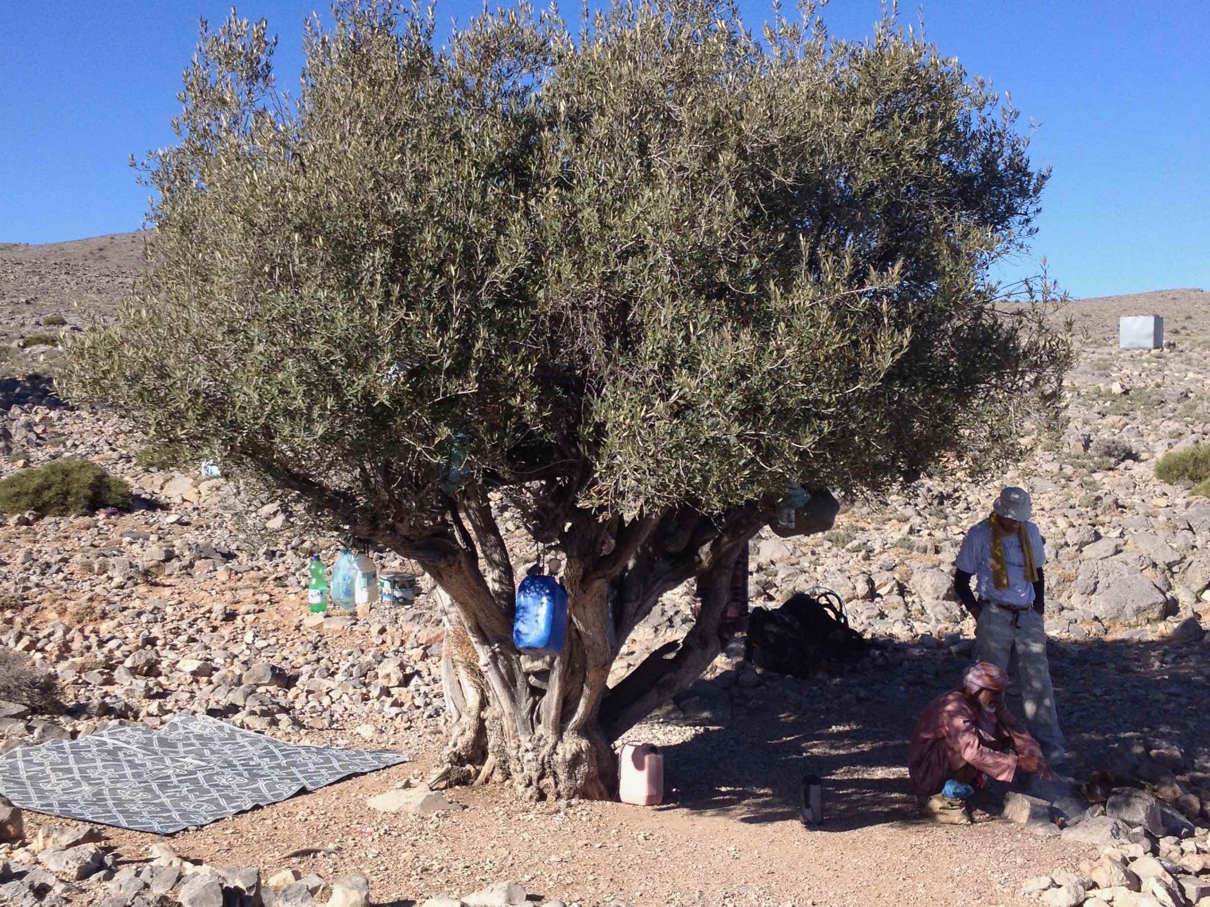 Olive tree campsite with coffee, Oman